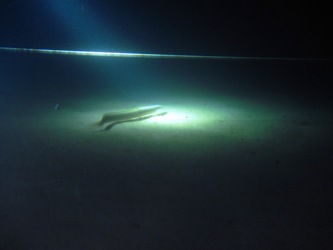 Anguilla -40 m