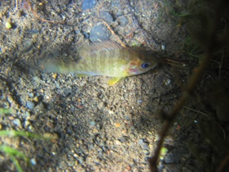 persico