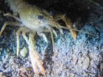 Gambero Trevignano